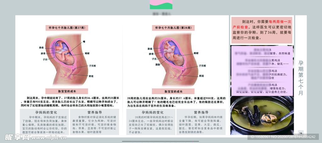 孕妈妈及胎宝宝变化第七个月