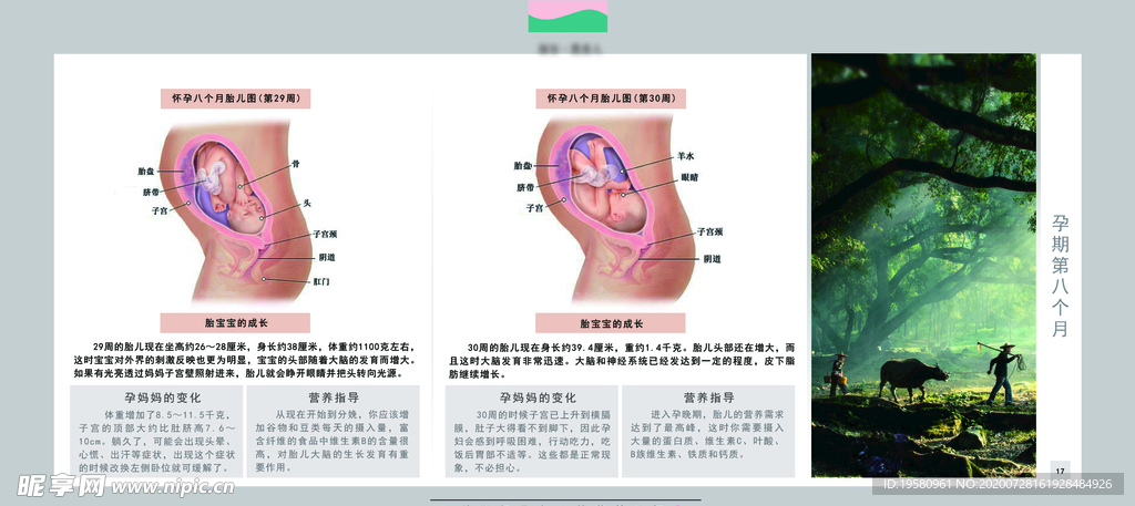 孕妈妈及胎宝宝变化第八个月