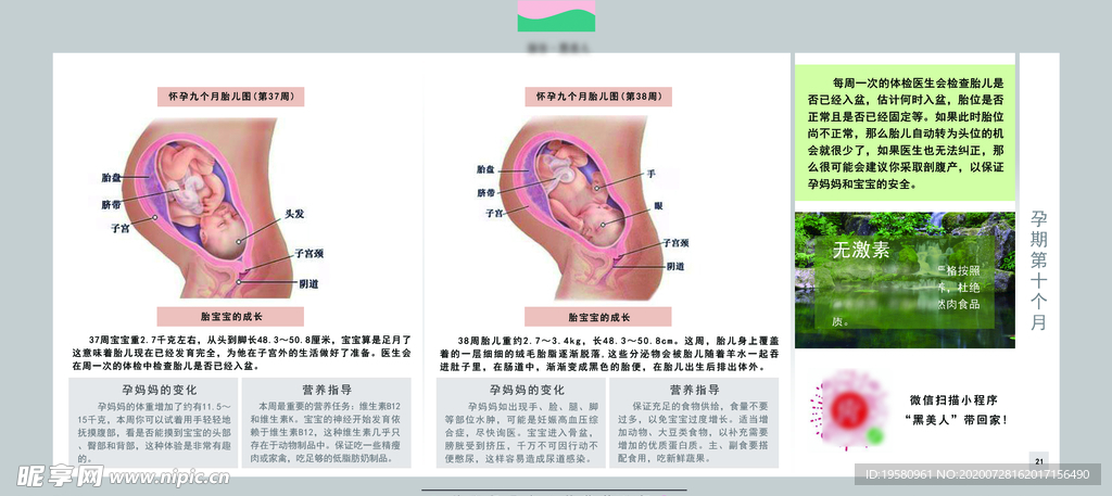 孕妈妈及胎宝宝变化第十个月