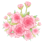 粉色玫瑰花