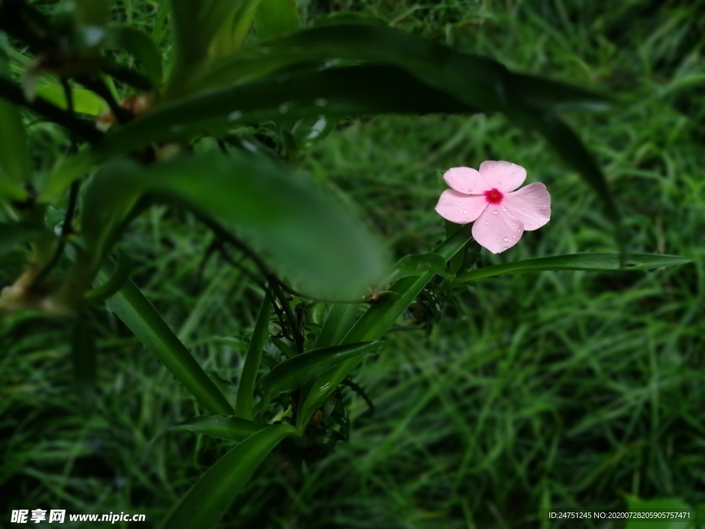 植物