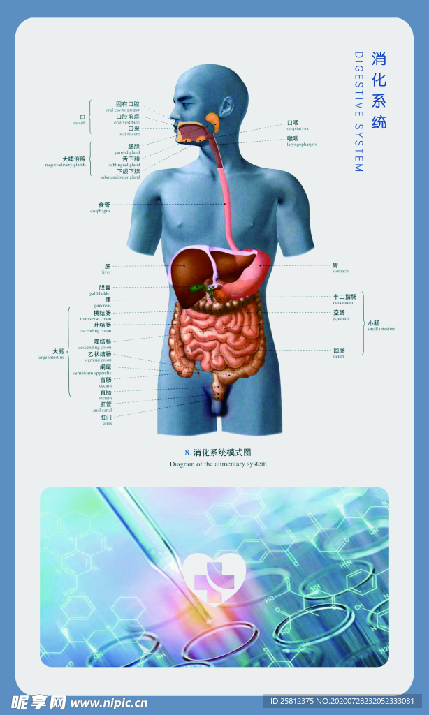 医学挂画海报