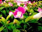 小花