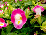 小花