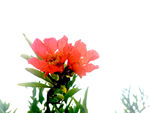 石榴花