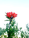 石榴花
