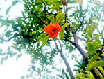 石榴花