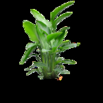绿植花