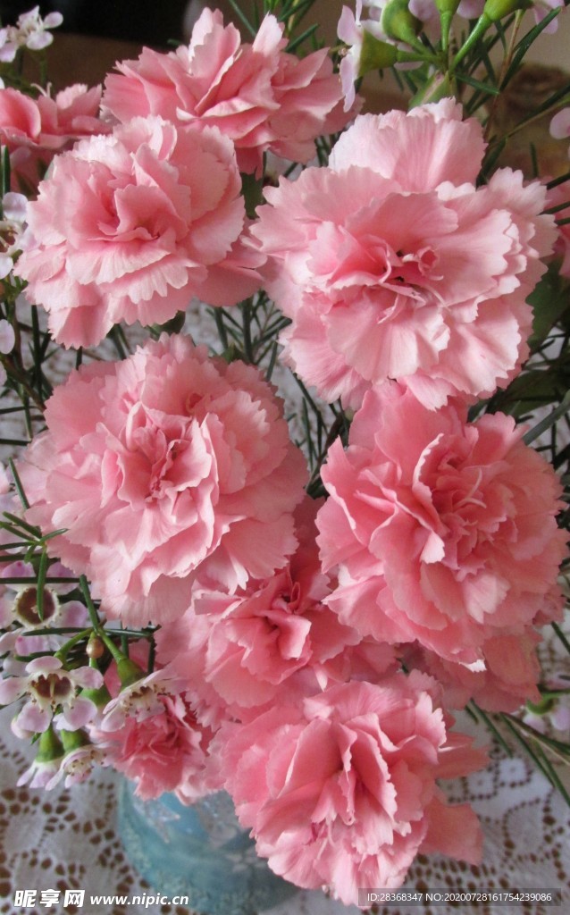 康乃馨花