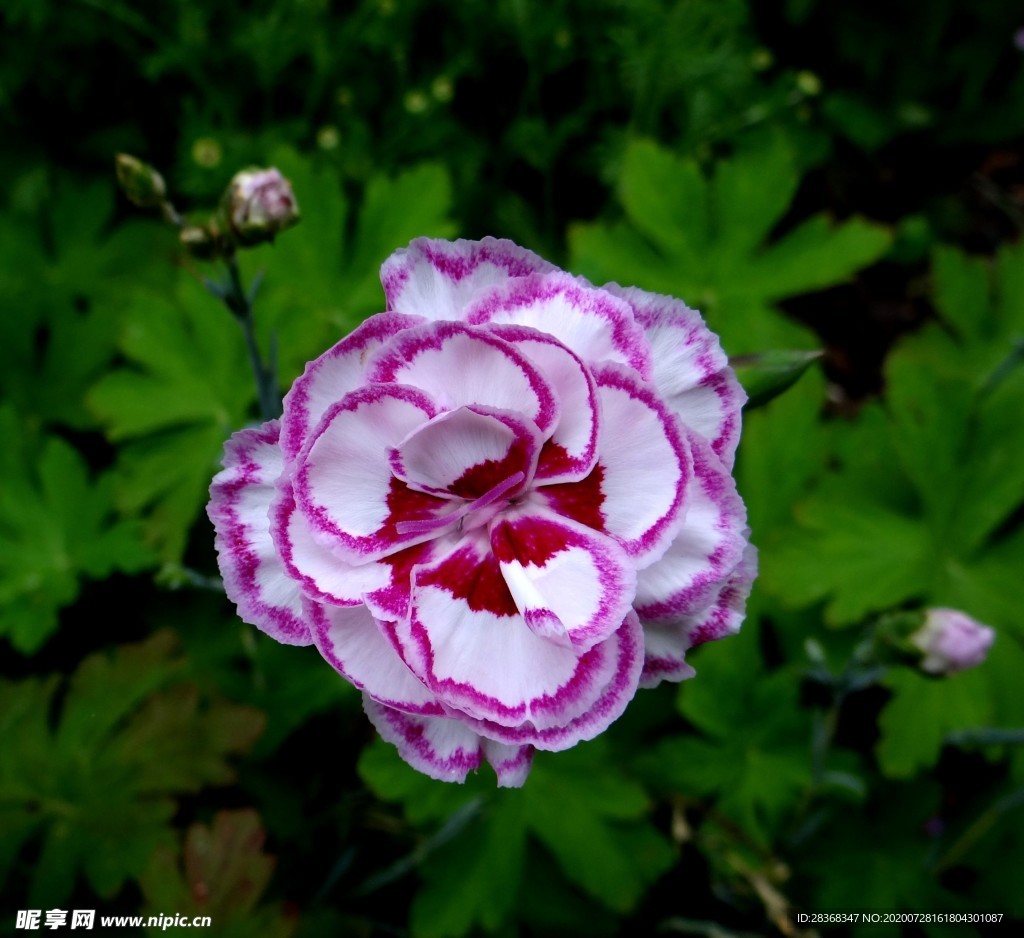 康乃馨花