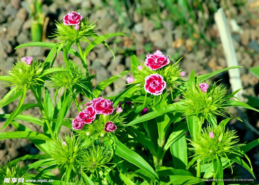 康乃馨花