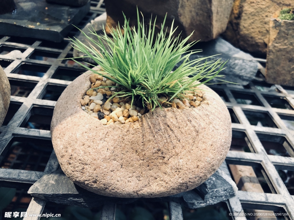 植物种在石头里