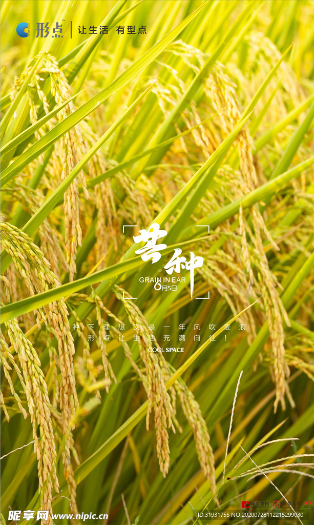 芒种海报设计