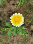 一朵菊花