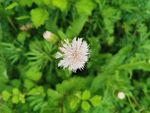 小雏菊