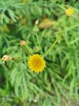 一朵菊花