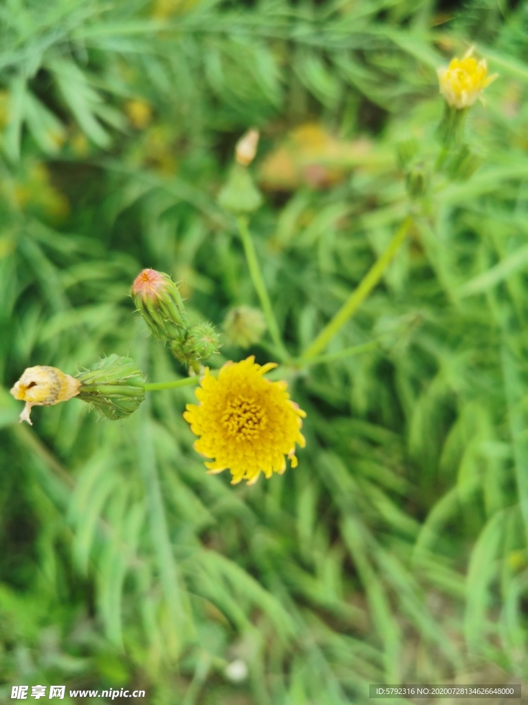 一朵菊花