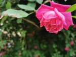玫瑰花