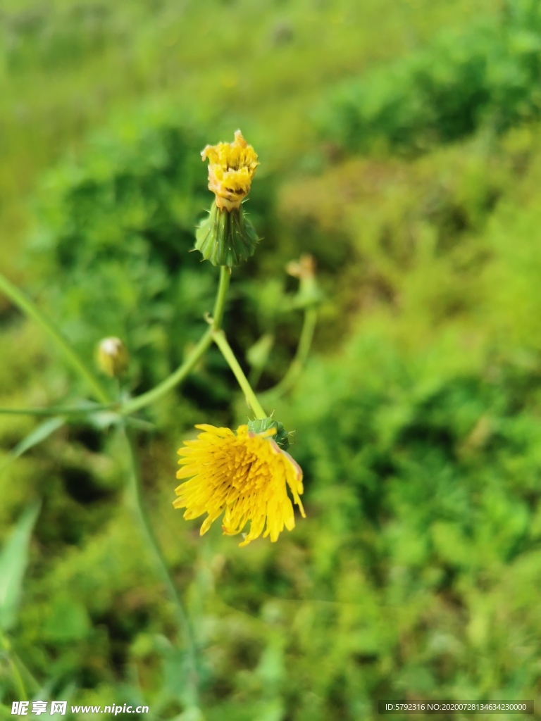 雏菊