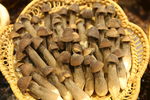 黑鸡枞