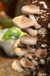 鲜蘑菇