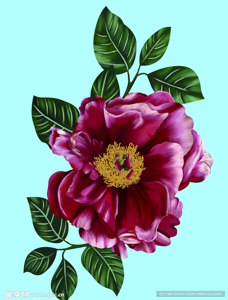 牡丹花