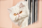 波斯猫
