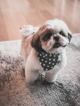 狗