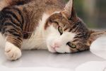 猫咪
