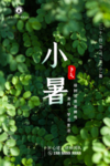 二十四节气小暑