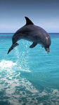 飞跃水面的海豚图片