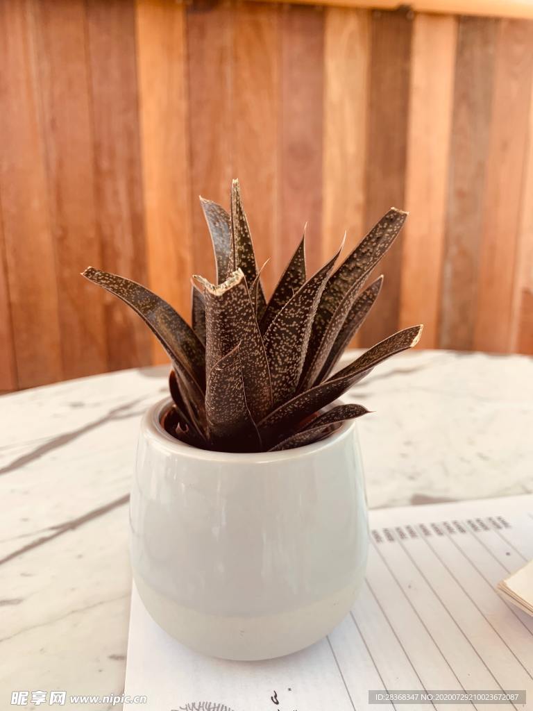 芦荟