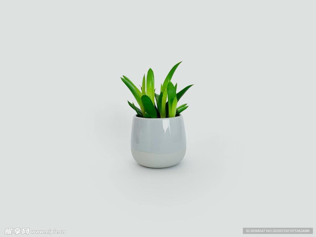 芦荟