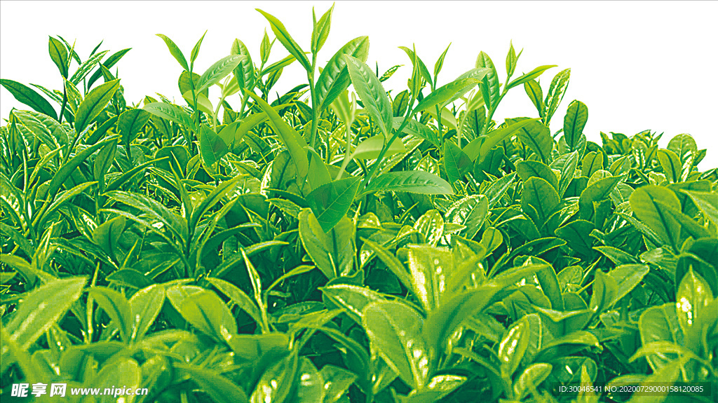 茶叶