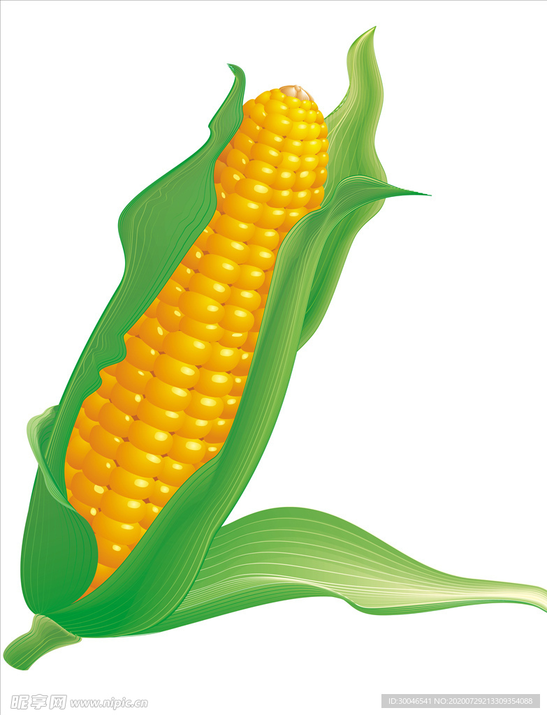 玉米