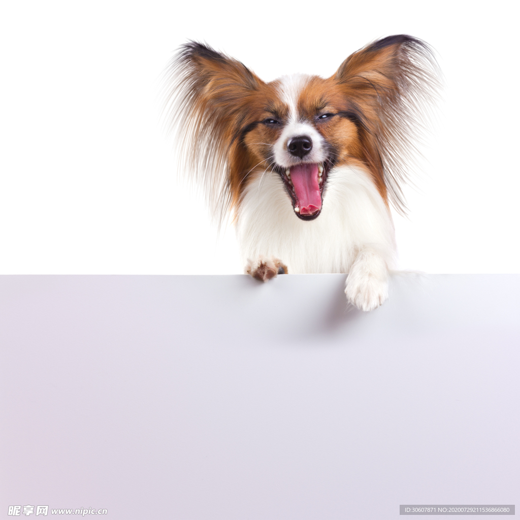 狗狗