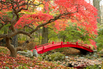 庭院