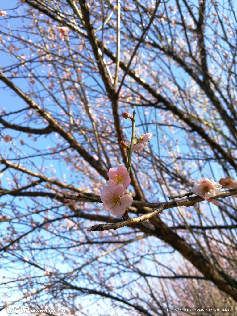 梅花