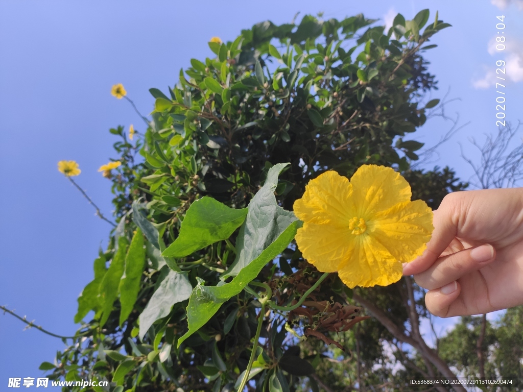 丝瓜花 黄色花 植物 蓝天白云