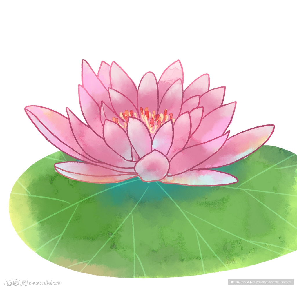 睡莲