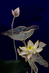 荷花装饰画