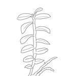 石斛