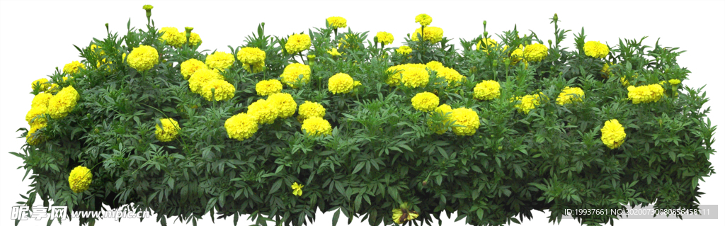 小花 贴图素材 黄花