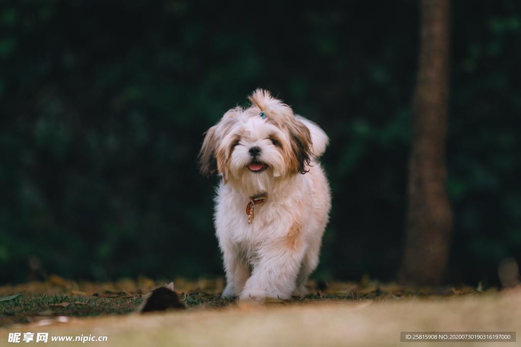 西施犬