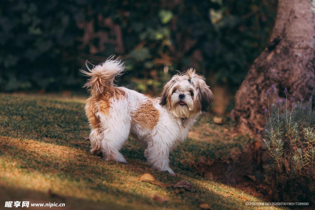 西施犬