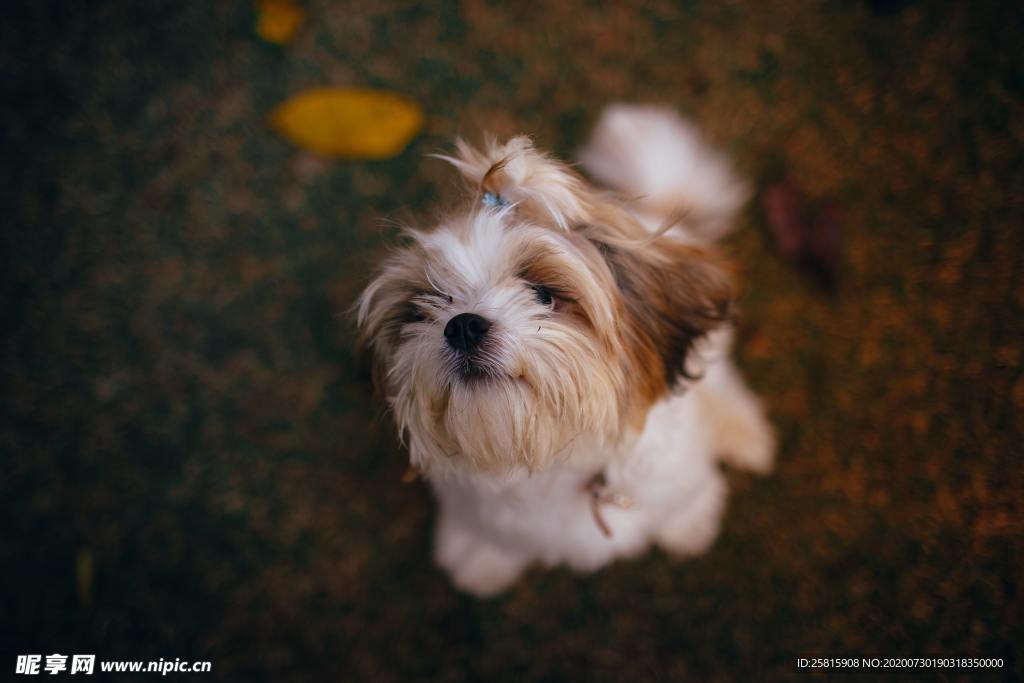 西施犬