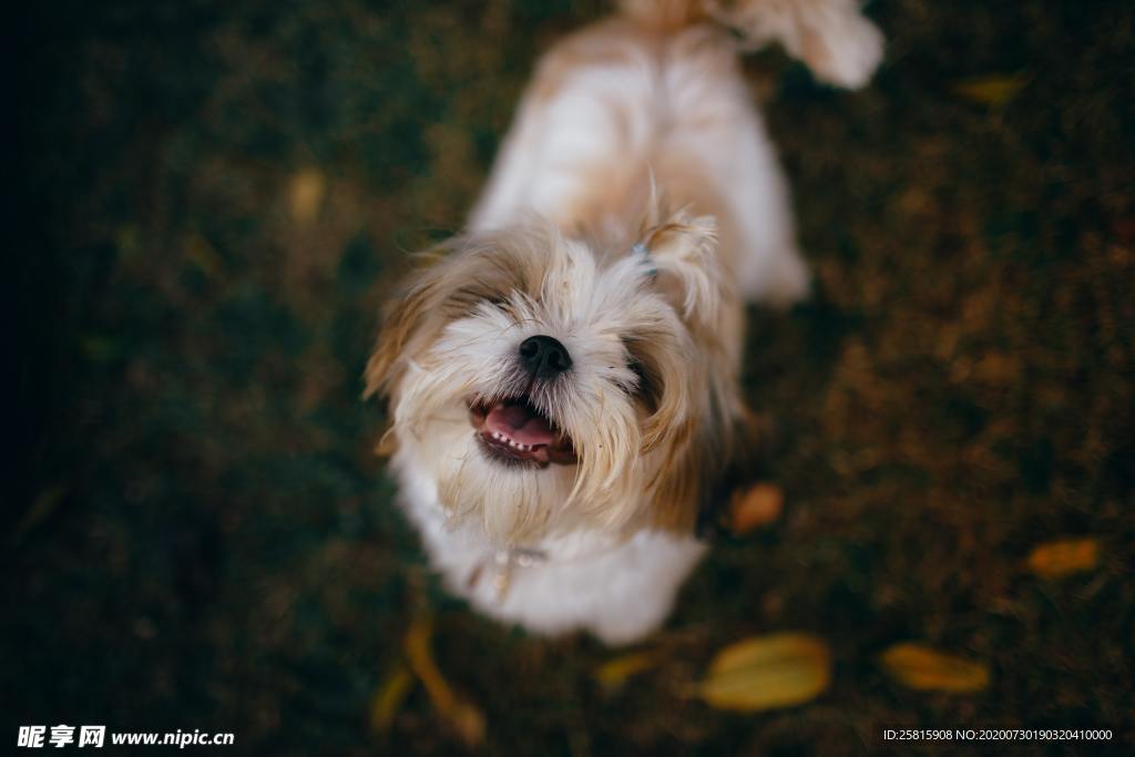 西施犬