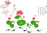 荷花