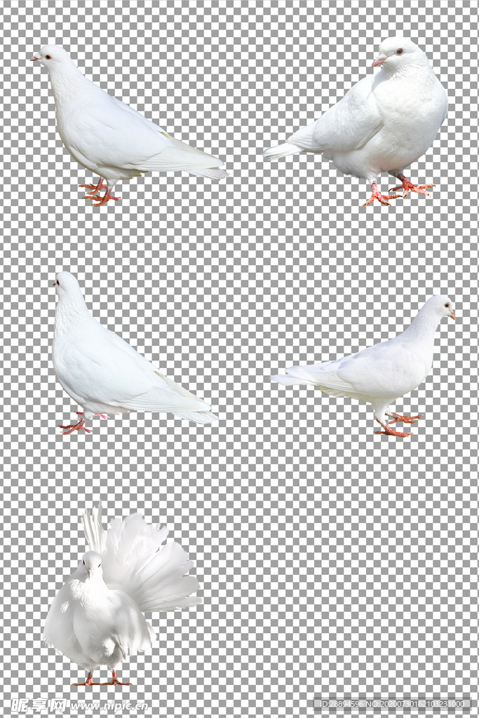 白鸽