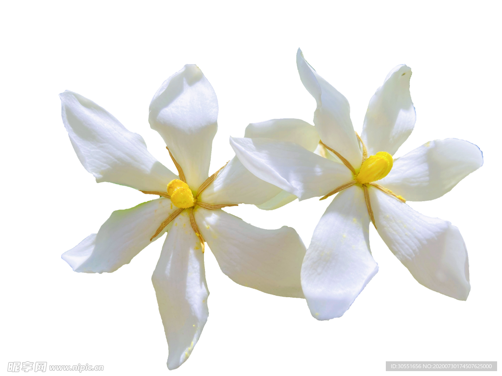 栀子花